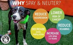 Define Neutered and Spayed: Benefits for Dogs and Cats